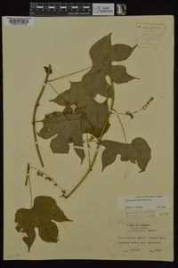 Calycocarpum lyonii image