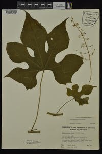 Calycocarpum lyonii image