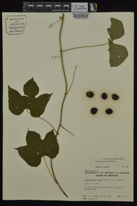 Calycocarpum lyonii image