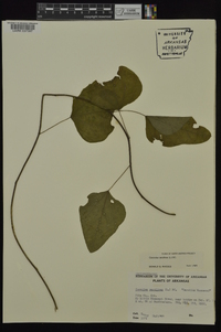 Nephroia carolina image