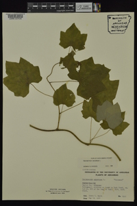 Menispermum canadense image