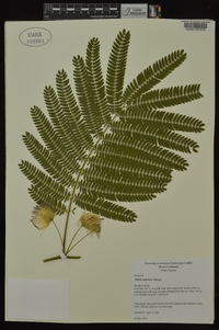 Albizia julibrissin image