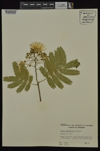 Albizia julibrissin image