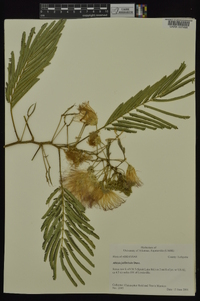 Albizia julibrissin image