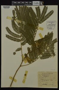 Albizia julibrissin image