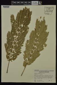 Albizia julibrissin image