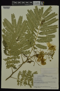 Albizia julibrissin image