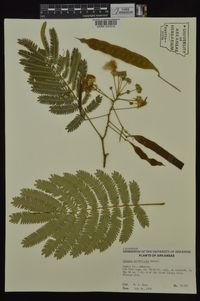 Albizia julibrissin image