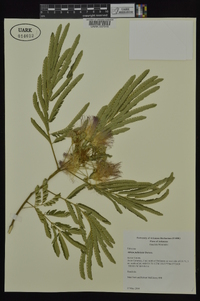 Albizia julibrissin image