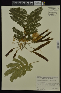 Albizia julibrissin image