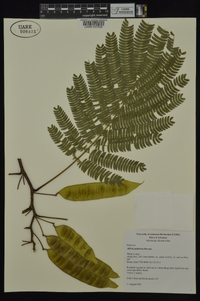 Albizia julibrissin image