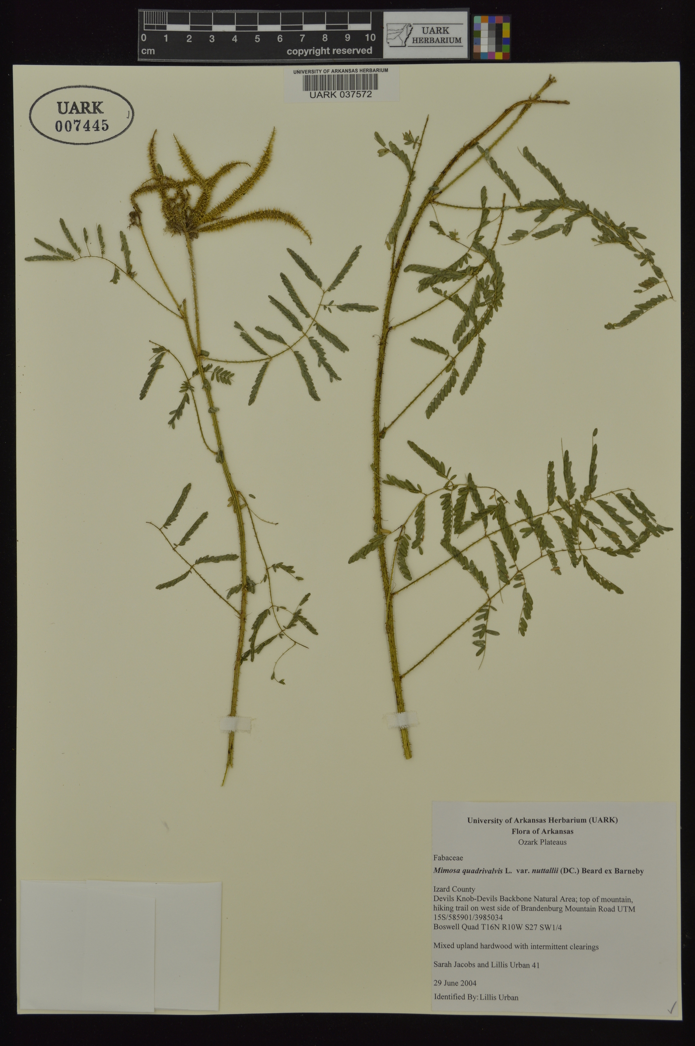 Mimosa quadrivalvis image