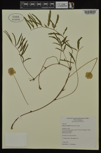 Mimosa strigillosa image
