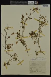 Mimosa strigillosa image
