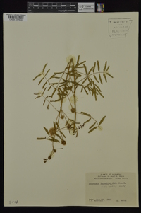 Mimosa microphylla image