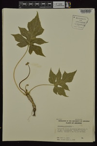 Dorstenia contrajerva image