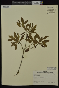 Myrica cerifera image