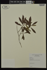 Myrica cerifera image