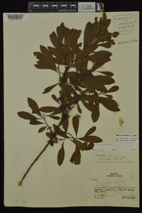 Myrica cerifera image