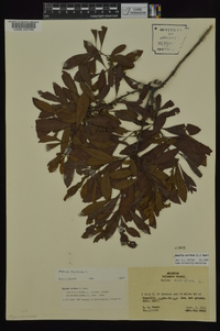 Myrica cerifera image