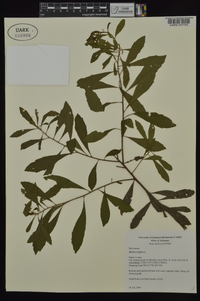 Myrica cerifera image