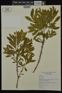 Myrica cerifera image