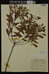 Myrica cerifera image