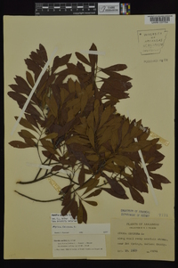 Myrica cerifera image