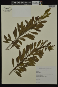 Myrica cerifera image