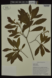 Myrica cerifera image