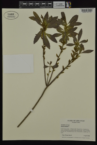 Myrica cerifera image