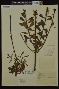 Myrica cerifera image