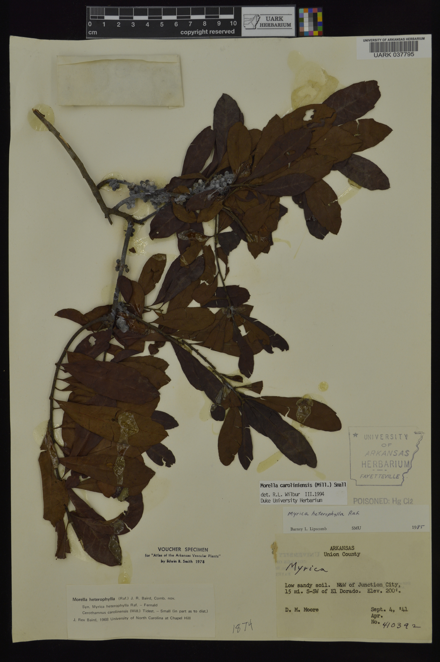 Myrica heterophylla image