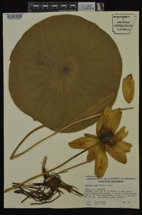 Nelumbo lutea image