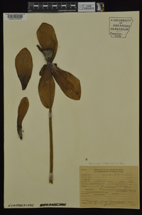 Nelumbo lutea image