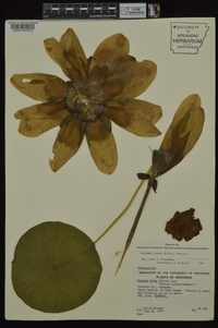 Nelumbo lutea image