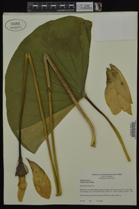 Nelumbo lutea image