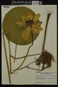 Nelumbo lutea image