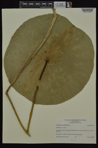 Nelumbo lutea image