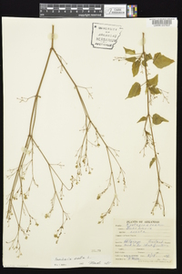 Boerhavia erecta image