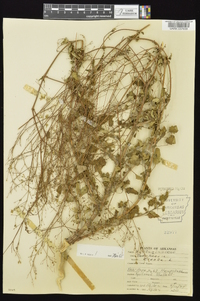 Boerhavia erecta image