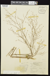 Boerhavia erecta image