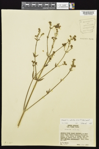 Mirabilis albida image