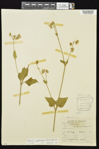 Mirabilis nyctaginea image