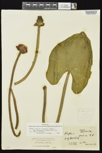 Nuphar advena image