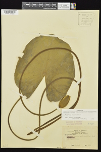 Nymphaea odorata subsp. odorata image
