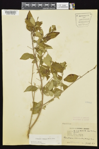 Forestiera acuminata image