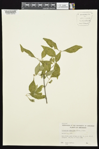 Forestiera acuminata image