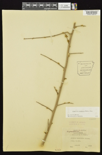 Forestiera acuminata image