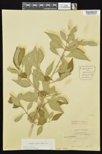 Forestiera acuminata image